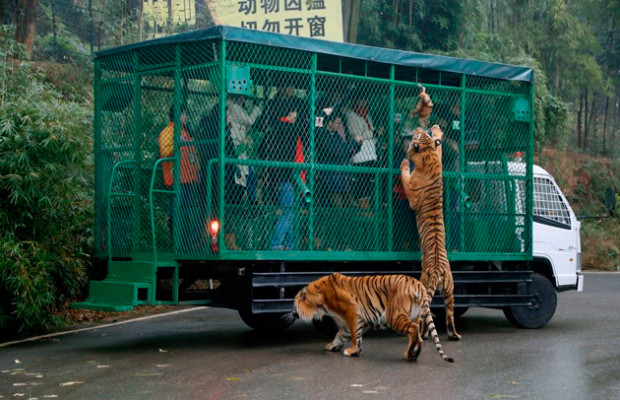 Sin Creo que arrojar polvo en los ojos Zoo del revés! personas en jaulas entre tigres y leones en libertad – El  Puntano
