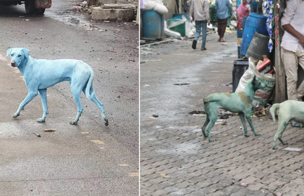Revocación capa cocaína India: perros azules por contaminación química, un signo de los tiempos –  El Puntano